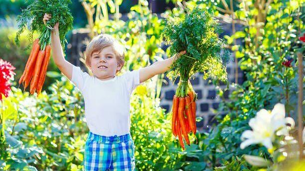 Study: School gardens can help kids eat more fruits and vegetables
